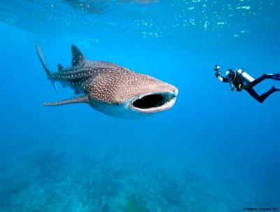 تصویر شماره 12 از آلبوم تصویر زمینه کوسه‌نهنگ (Whale shark)