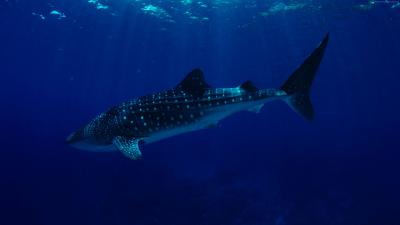 تصویر شماره 17 از آلبوم تصویر زمینه کوسه‌نهنگ (Whale shark)