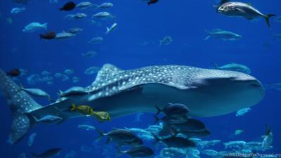 تصویر شماره 44 از آلبوم تصویر زمینه کوسه‌نهنگ (Whale shark)