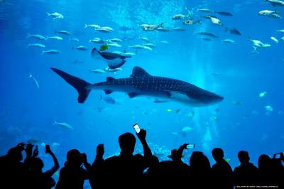 تصویر شماره 47 از آلبوم تصویر زمینه کوسه‌نهنگ (Whale shark)