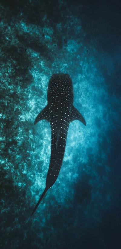 تصویر شماره 31 از آلبوم تصویر زمینه کوسه‌نهنگ (Whale shark)