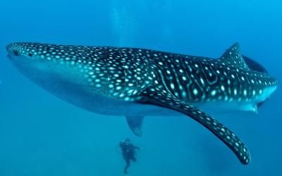 تصویر شماره 33 از آلبوم تصویر زمینه کوسه‌نهنگ (Whale shark)