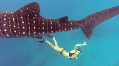 تصویر شماره 13 از آلبوم تصویر زمینه کوسه‌نهنگ (Whale shark)