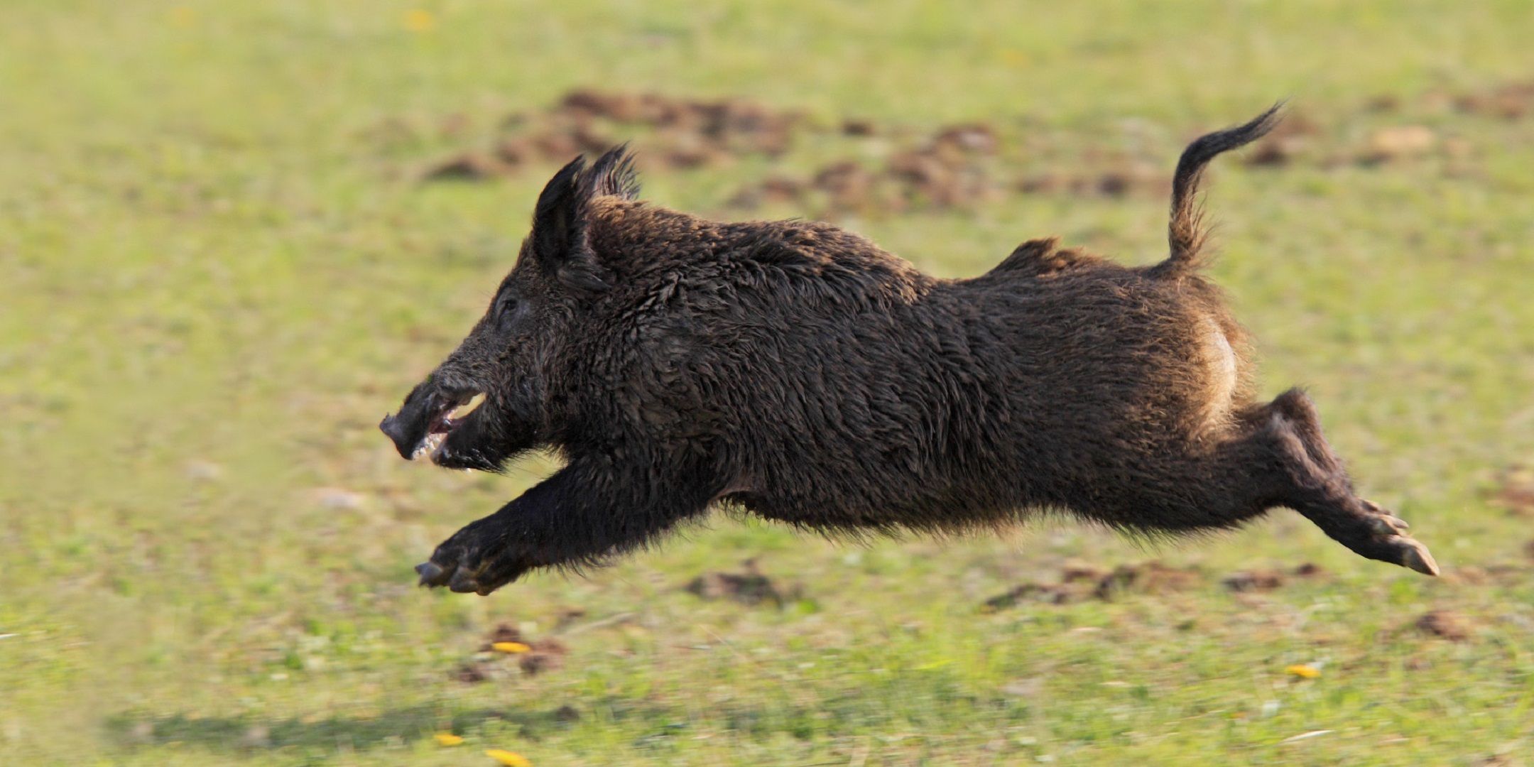 گراز وحشی (Wild Boar)