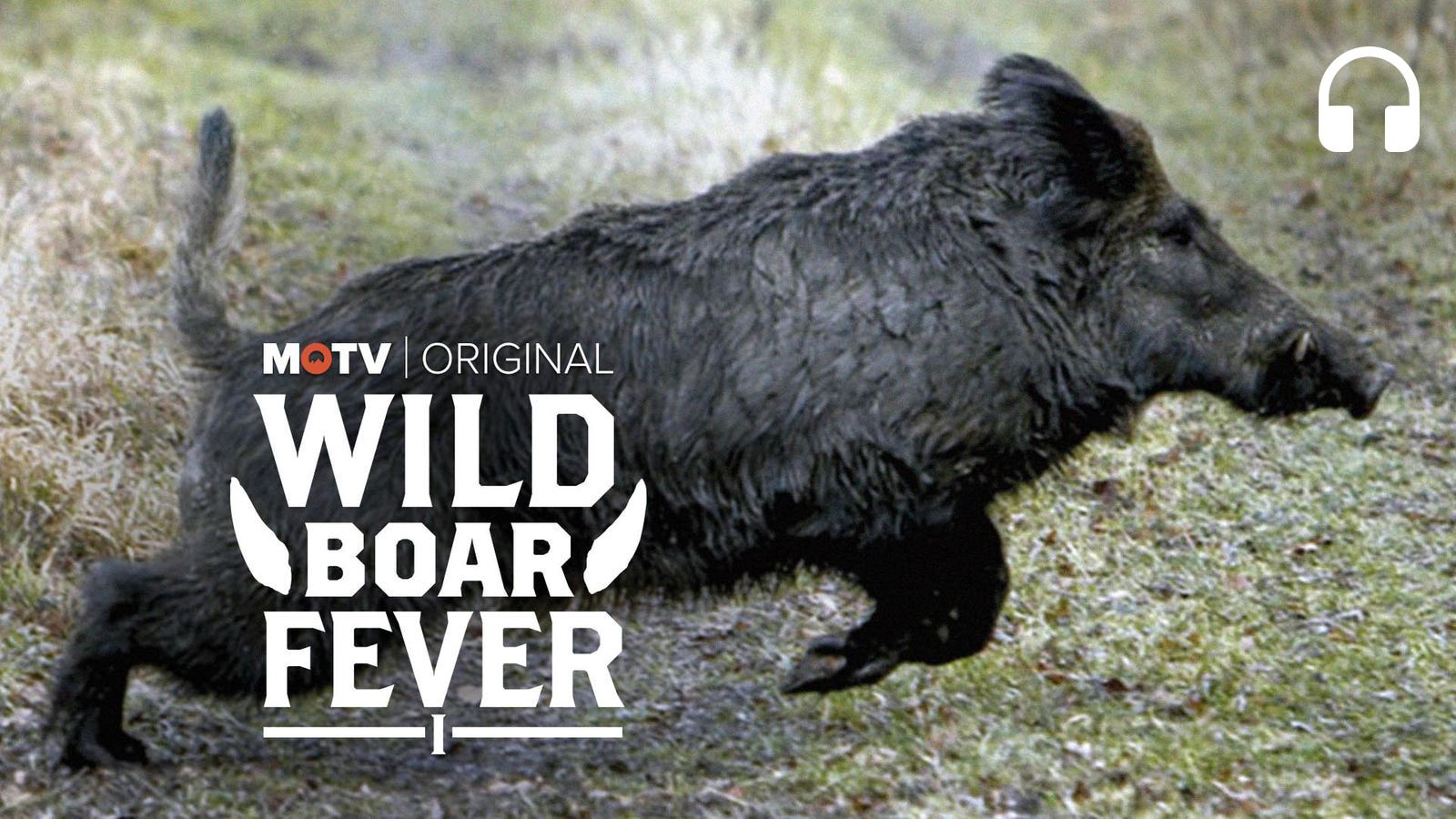 گراز وحشی (Wild Boar)