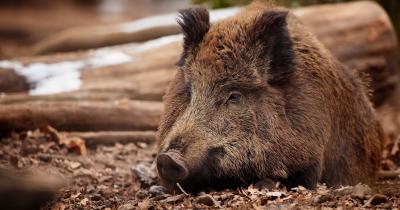 تصویر شماره 1 از آلبوم تصویر زمینه گراز وحشی (Wild Boar)