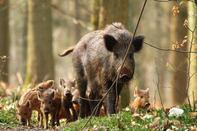 تصویر شماره 20 از آلبوم تصویر زمینه گراز وحشی (Wild Boar)