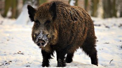 تصویر شماره 31 از آلبوم تصویر زمینه گراز وحشی (Wild Boar)