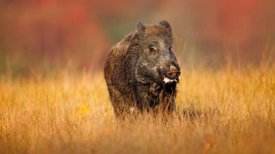 تصویر شماره 17 از آلبوم تصویر زمینه گراز وحشی (Wild Boar)