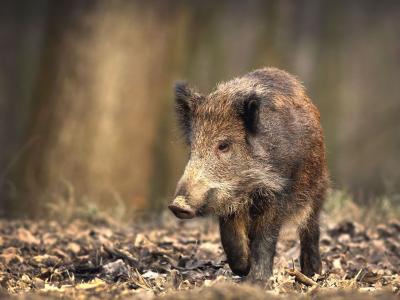 تصویر شماره 22 از آلبوم تصویر زمینه گراز وحشی (Wild Boar)