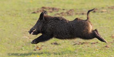 تصویر شماره 4 از آلبوم تصویر زمینه گراز وحشی (Wild Boar)