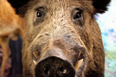 تصویر شماره 32 از آلبوم تصویر زمینه گراز وحشی (Wild Boar)