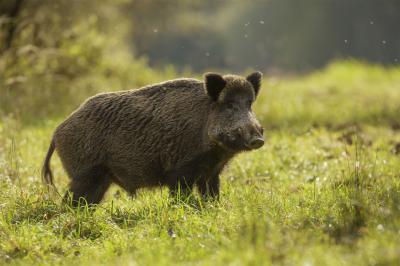 تصویر شماره 25 از آلبوم تصویر زمینه گراز وحشی (Wild Boar)