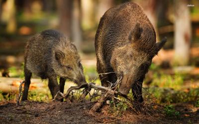 تصویر شماره 24 از آلبوم تصویر زمینه گراز وحشی (Wild Boar)