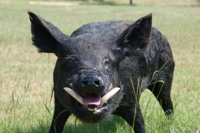 تصویر شماره 8 از آلبوم تصویر زمینه گراز وحشی (Wild Boar)