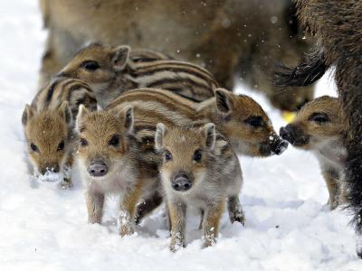 تصویر شماره 2 از آلبوم تصویر زمینه گراز وحشی (Wild Boar)