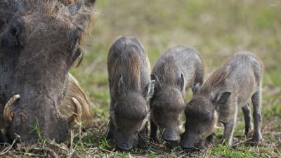 تصویر شماره 5 از آلبوم تصویر زمینه گراز وحشی (Wild Boar)