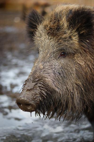 تصویر شماره 26 از آلبوم تصویر زمینه گراز وحشی (Wild Boar)