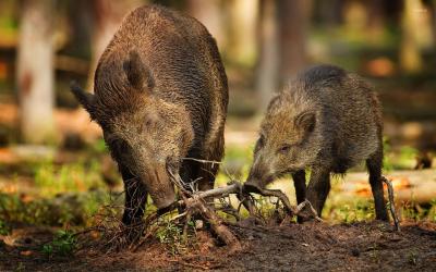 تصویر شماره 3 از آلبوم تصویر زمینه گراز وحشی (Wild Boar)