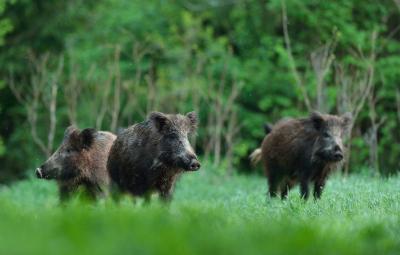 تصویر شماره 10 از آلبوم تصویر زمینه گراز وحشی (Wild Boar)