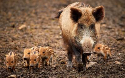 تصویر شماره 9 از آلبوم تصویر زمینه گراز وحشی (Wild Boar)