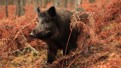 تصویر شماره 35 از آلبوم تصویر زمینه گراز وحشی (Wild Boar)