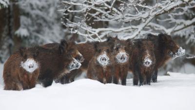 تصویر شماره 23 از آلبوم تصویر زمینه گراز وحشی (Wild Boar)