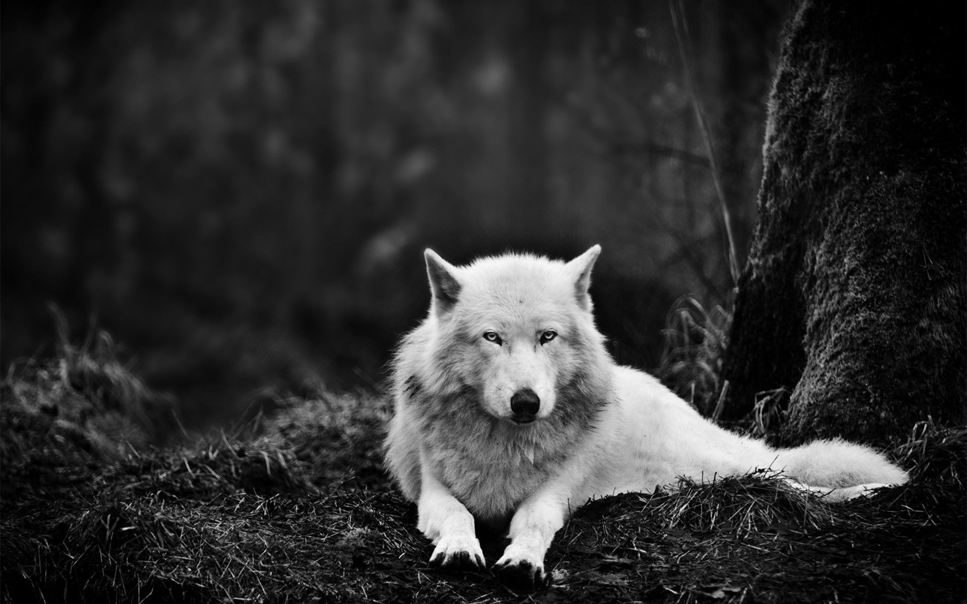 گرگ (Wolf)