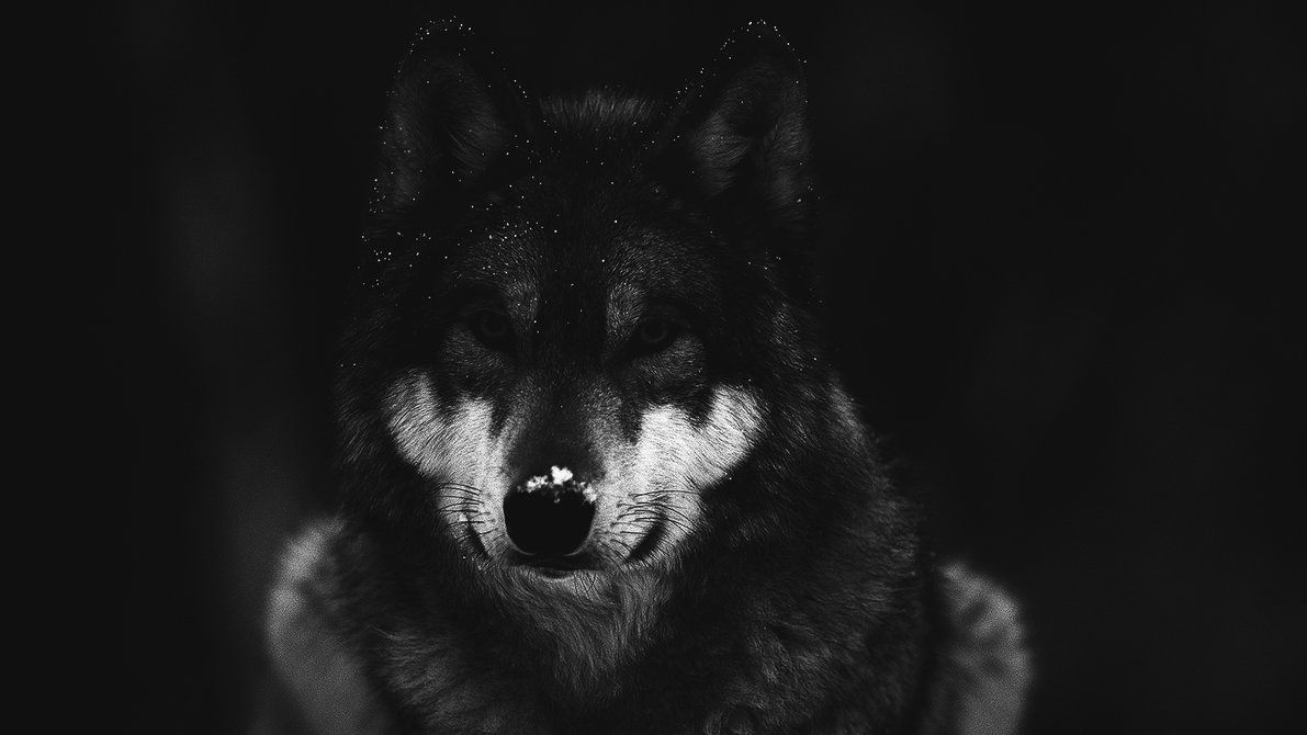 گرگ (Wolf)