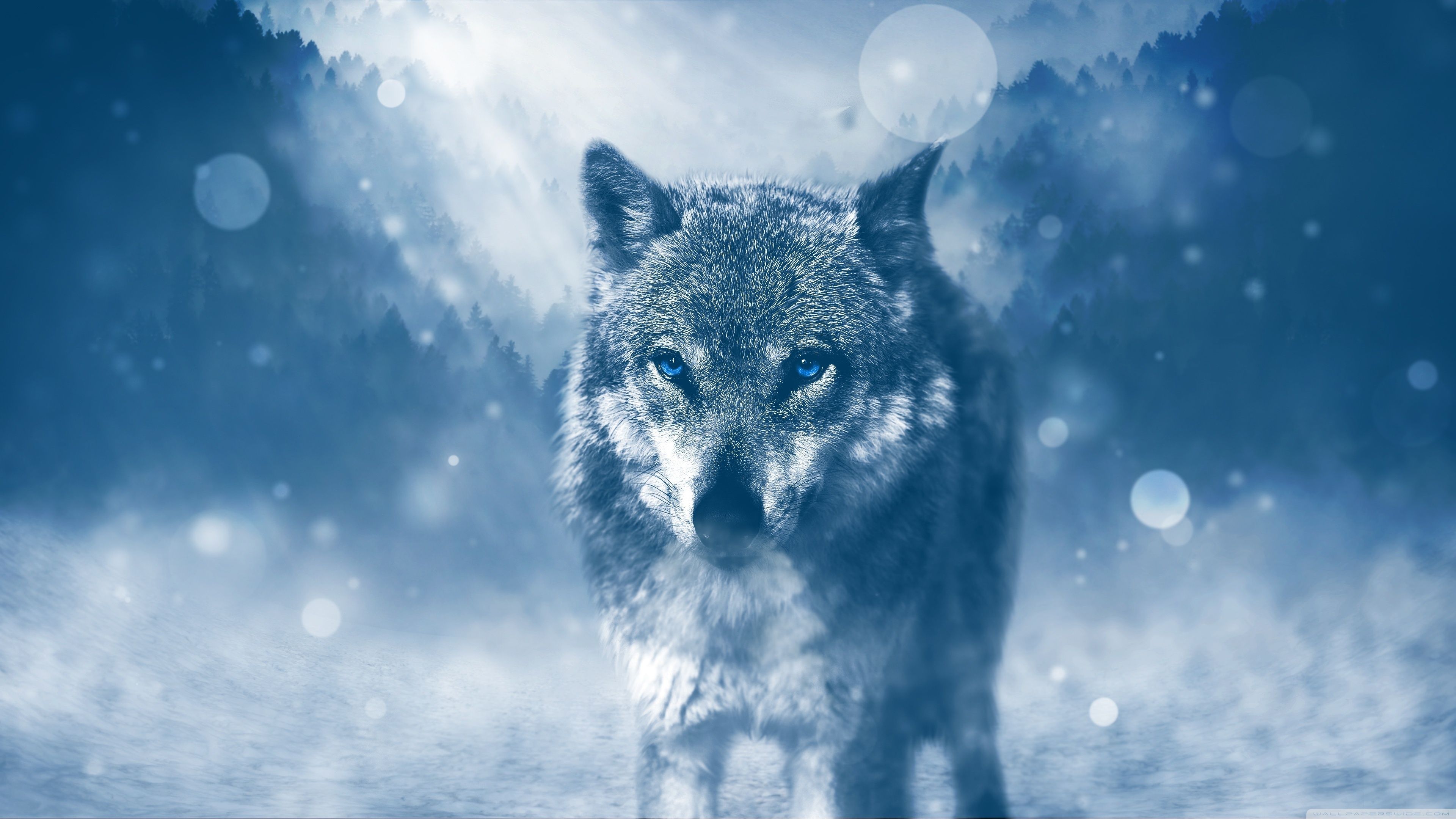 گرگ (Wolf)