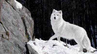 تصویر شماره 60 از آلبوم تصویر زمینه گرگ (Wolf)