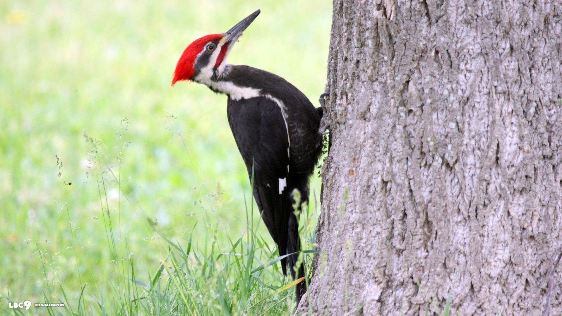 دارکوب (Woodpeckers)