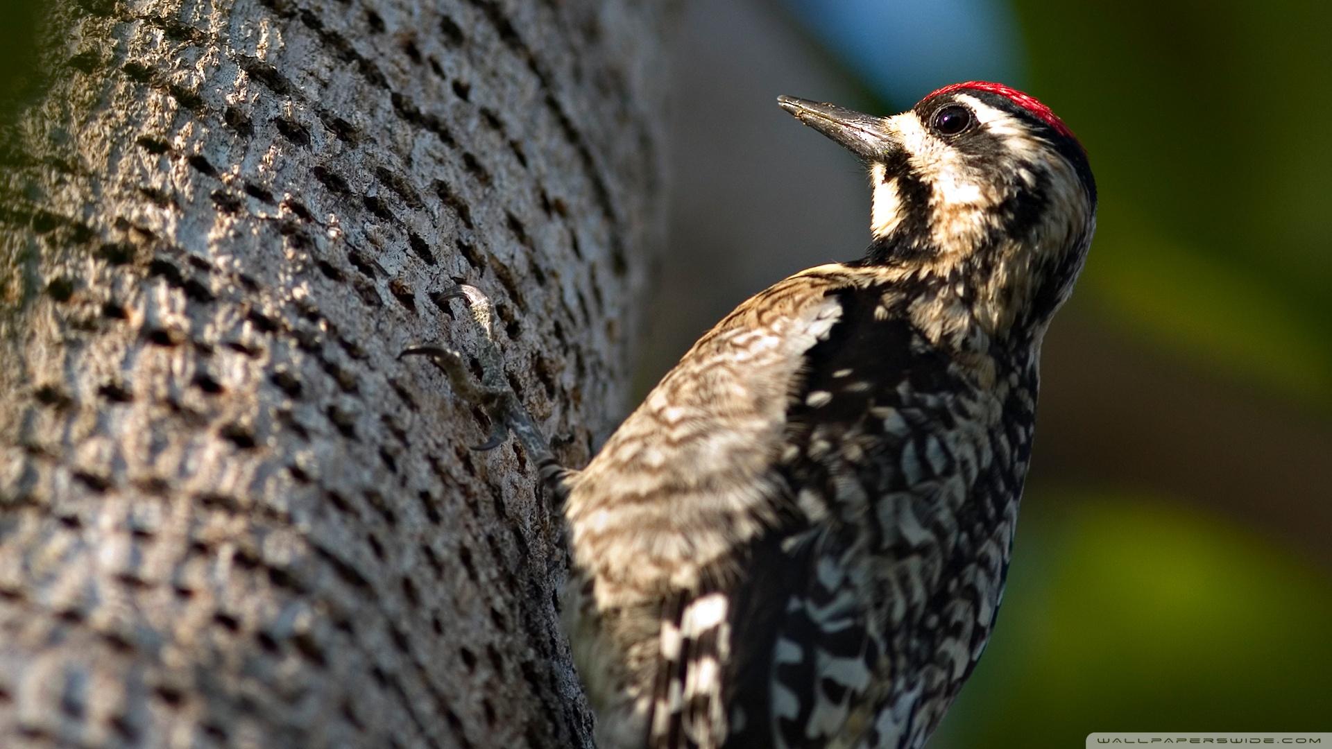 دارکوب (Woodpeckers)