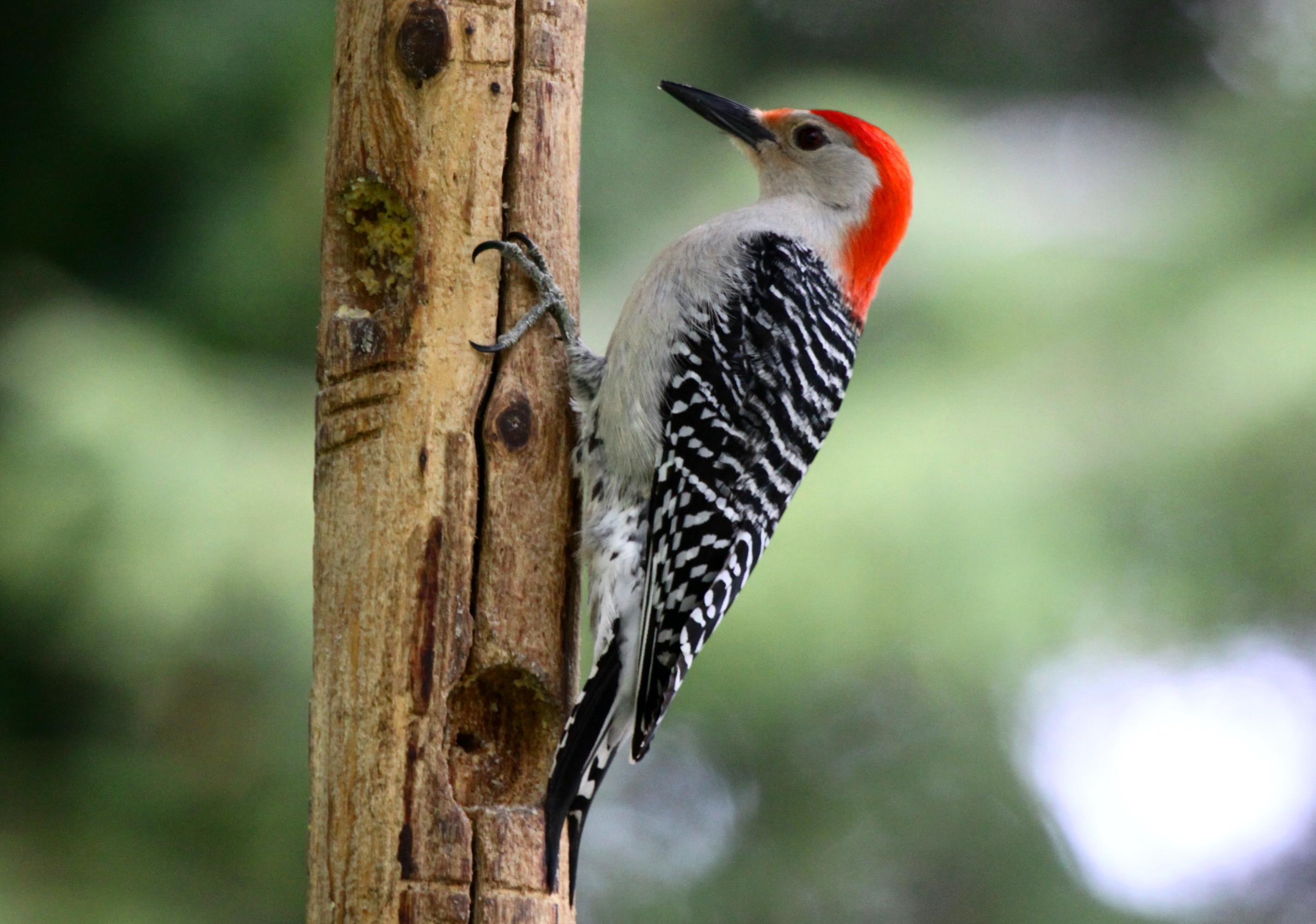 دارکوب (Woodpeckers)