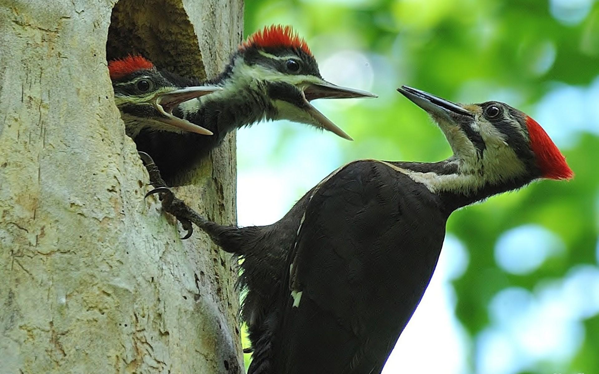 دارکوب (Woodpeckers)