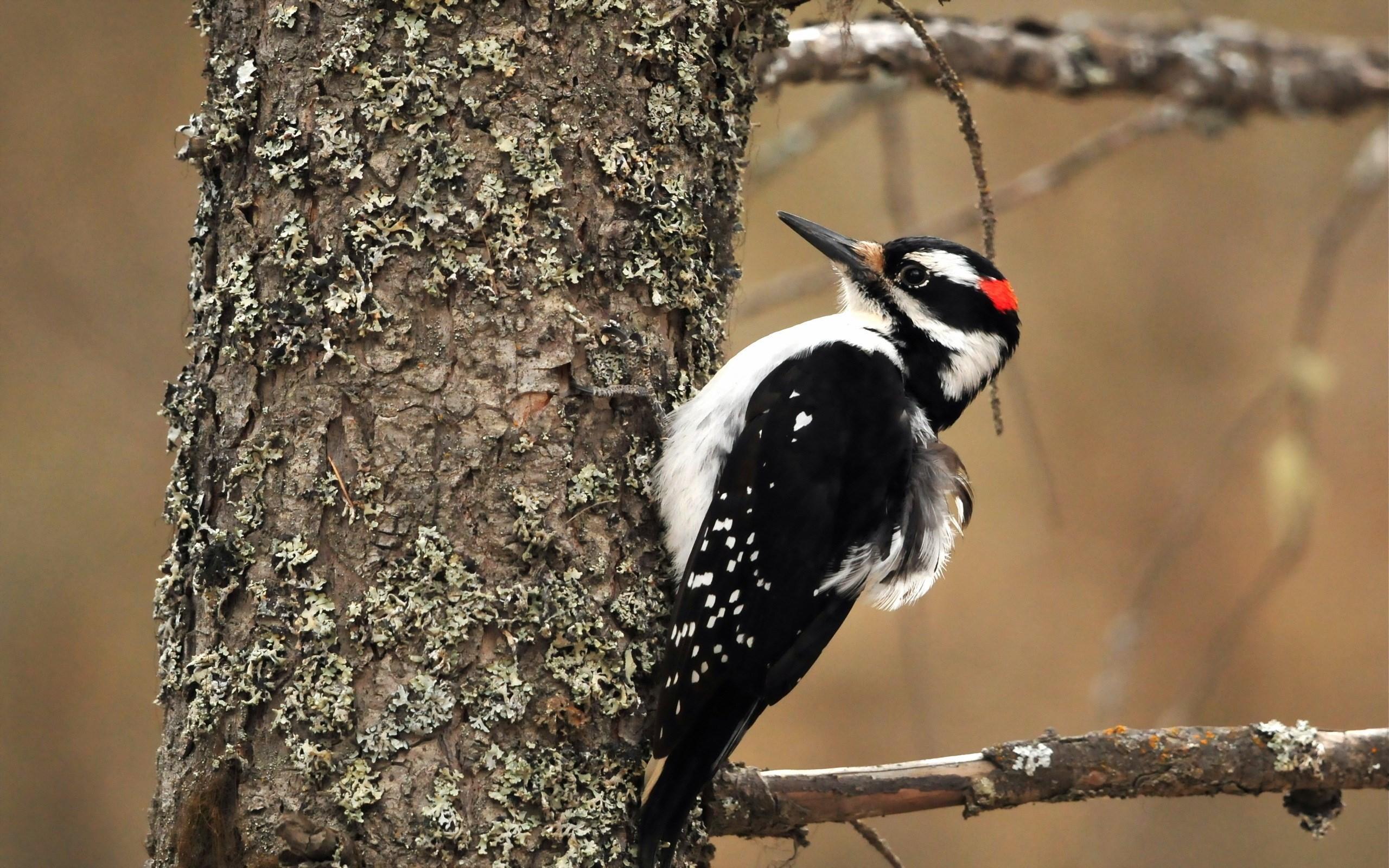 دارکوب (Woodpeckers)