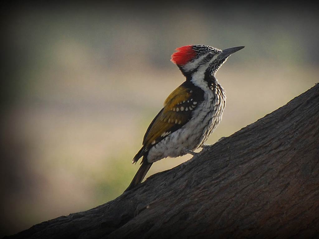 دارکوب (Woodpeckers)