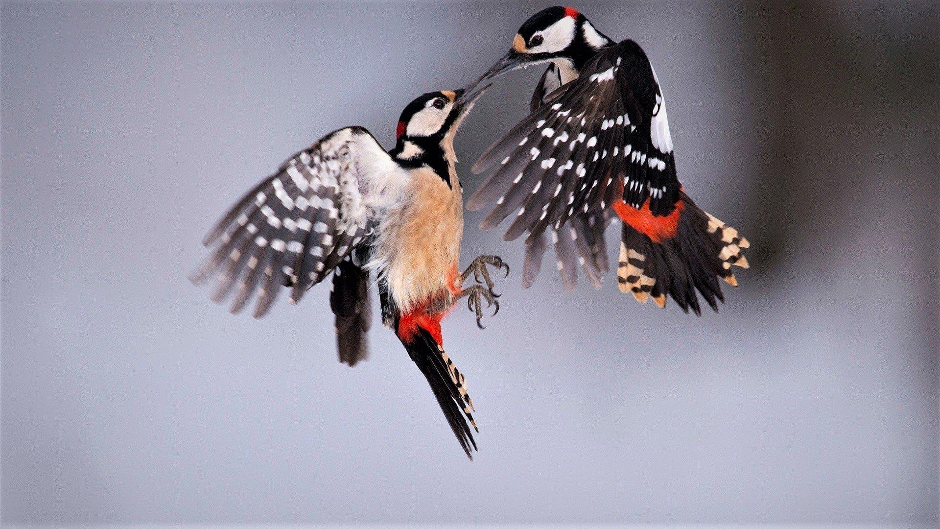 دارکوب (Woodpeckers)