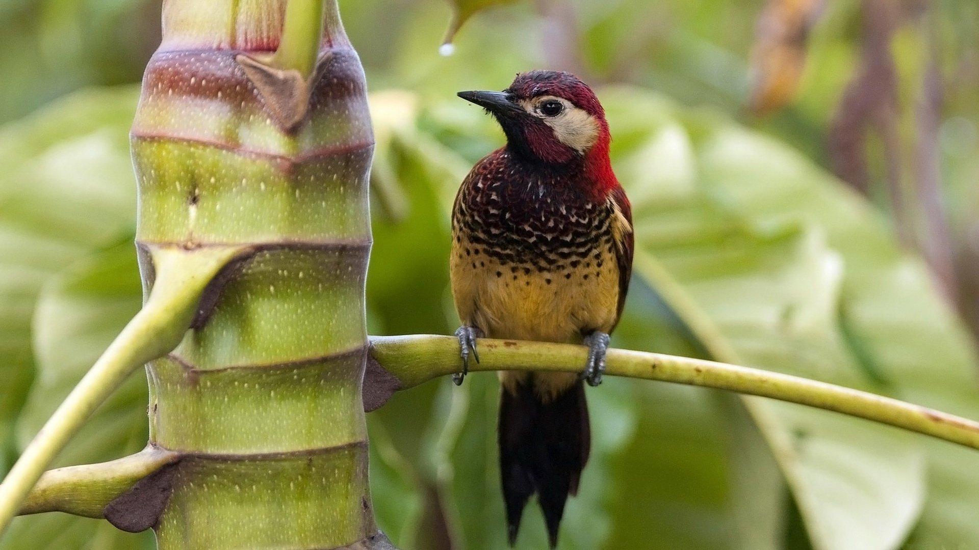 دارکوب (Woodpeckers)