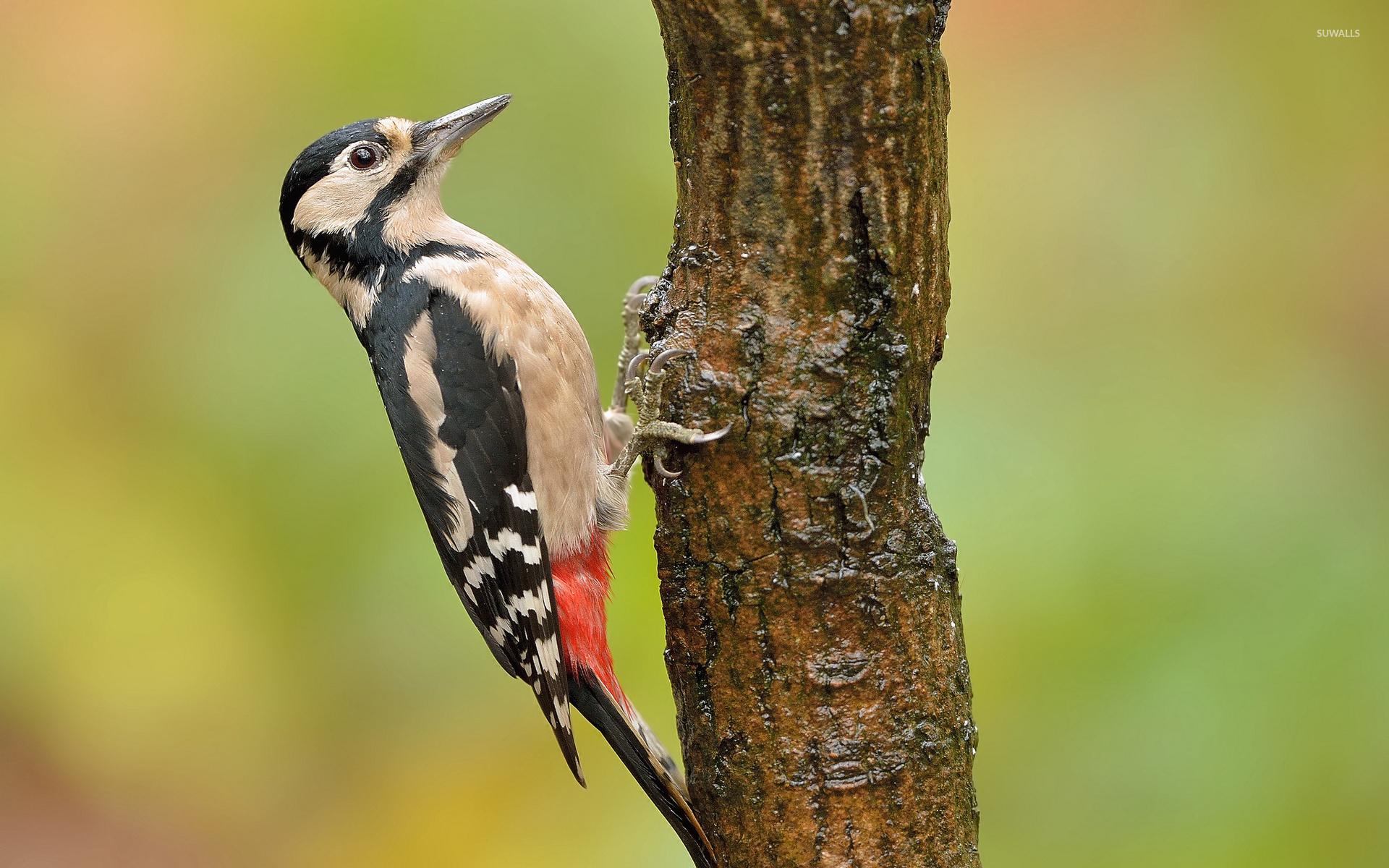 دارکوب (Woodpeckers)