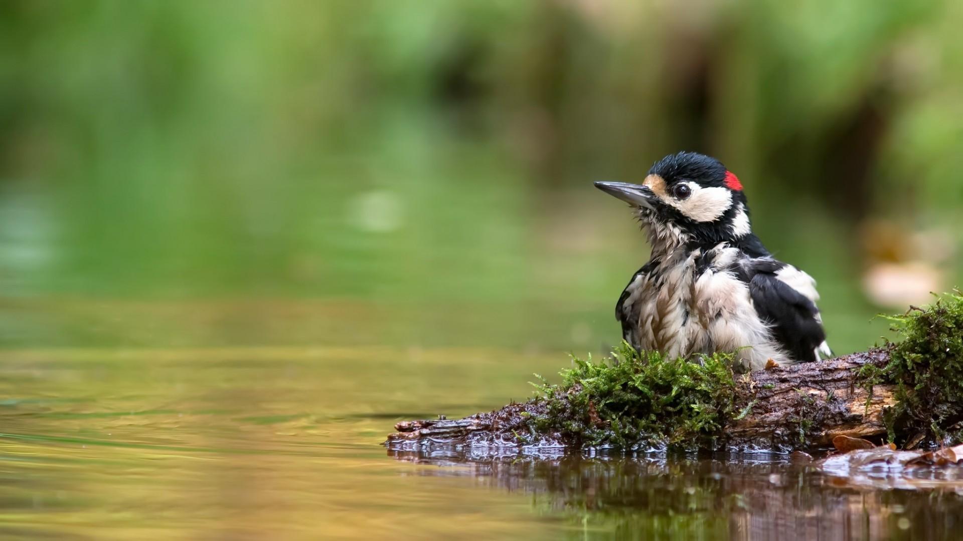 دارکوب (Woodpeckers)