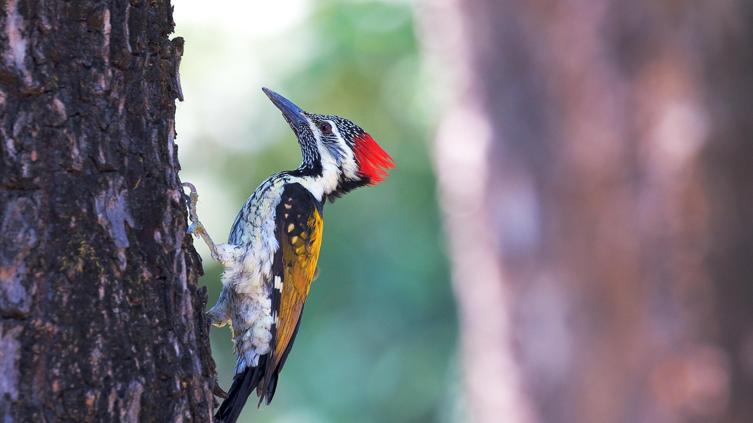 دارکوب (Woodpeckers)