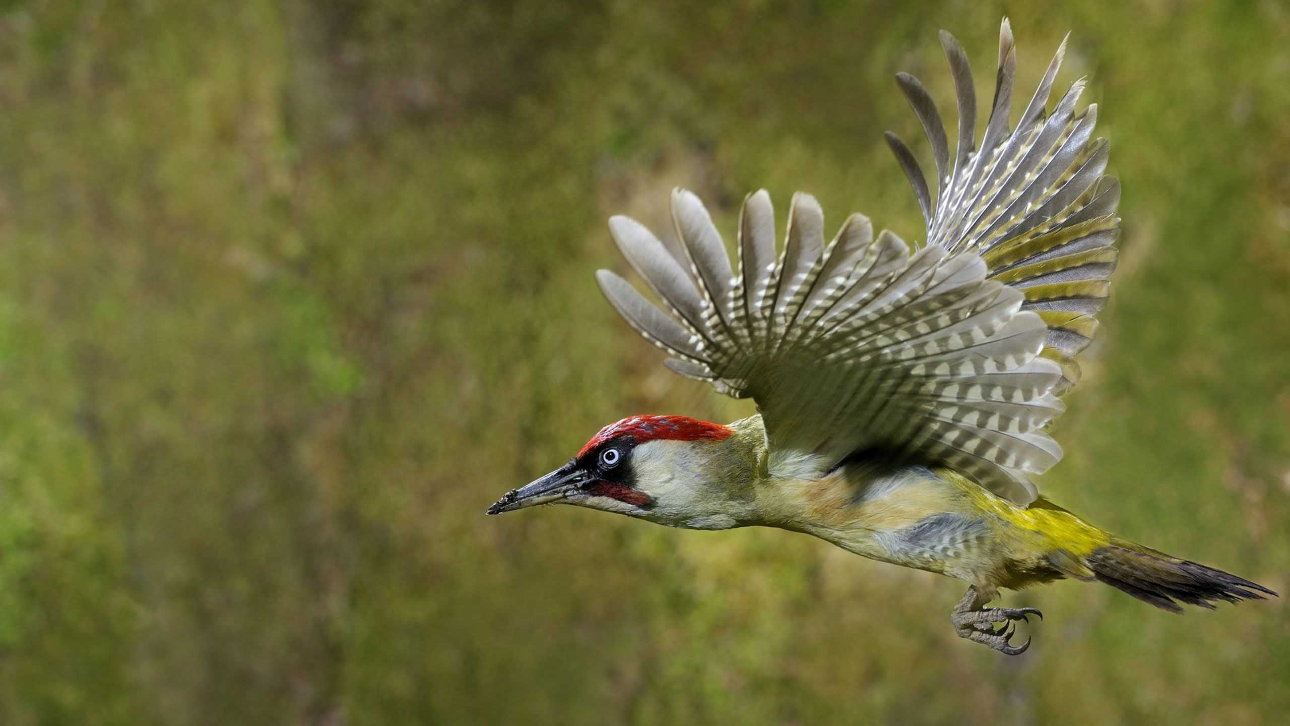 دارکوب (Woodpeckers)