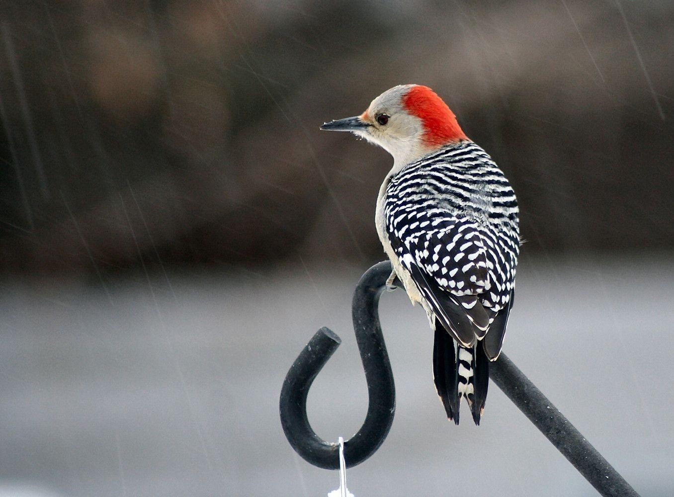 دارکوب (Woodpeckers)