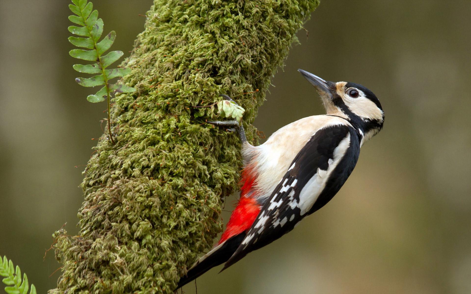 دارکوب (Woodpeckers)