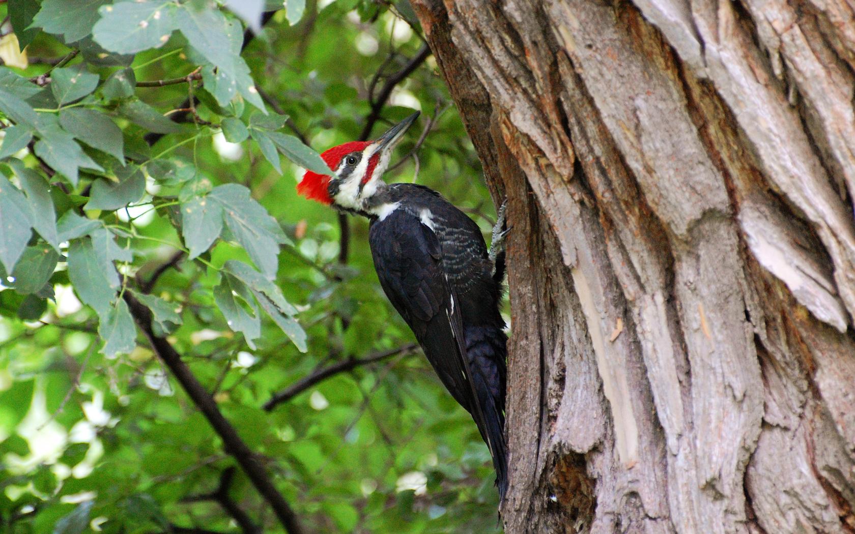 دارکوب (Woodpeckers)