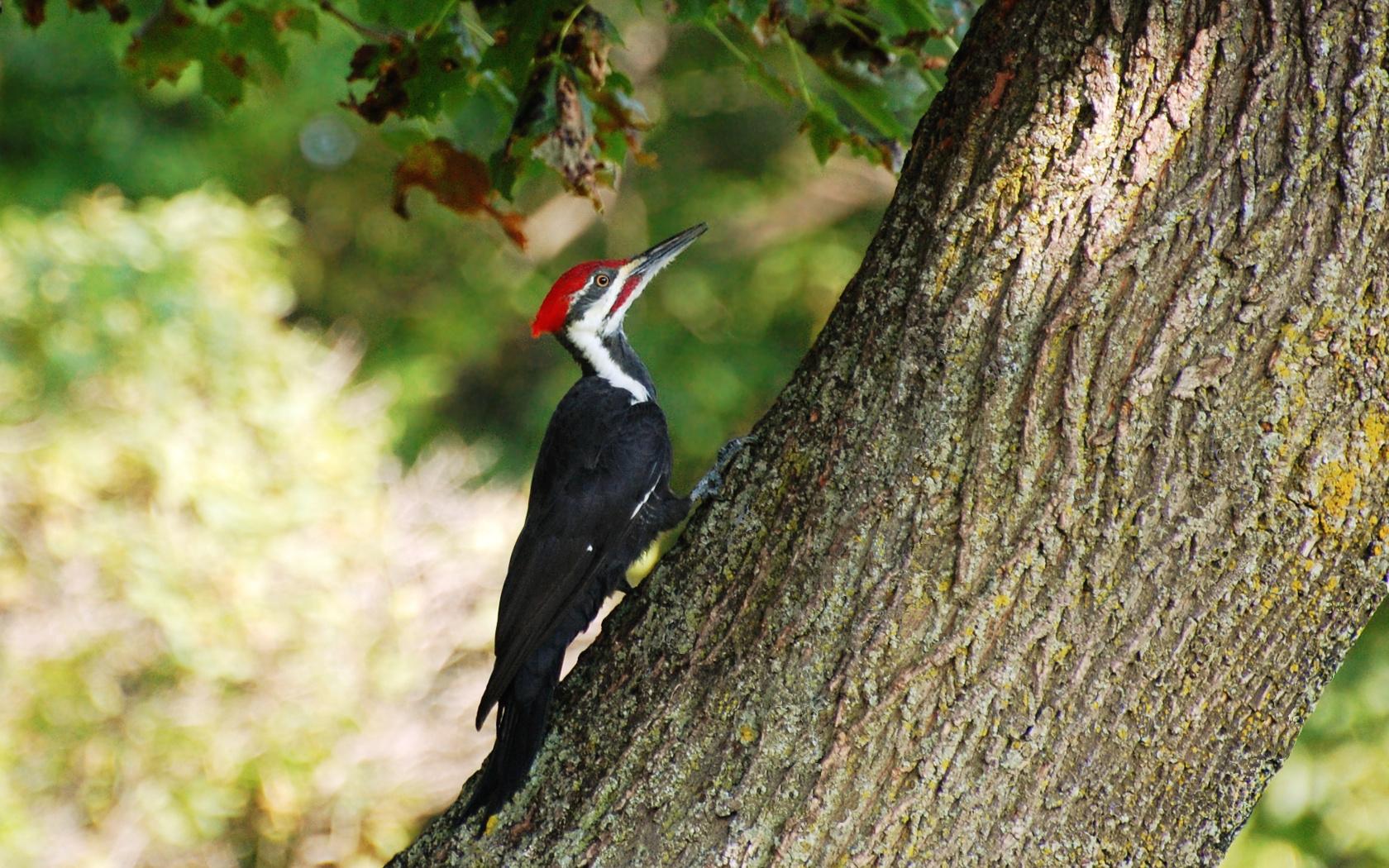 دارکوب (Woodpeckers)