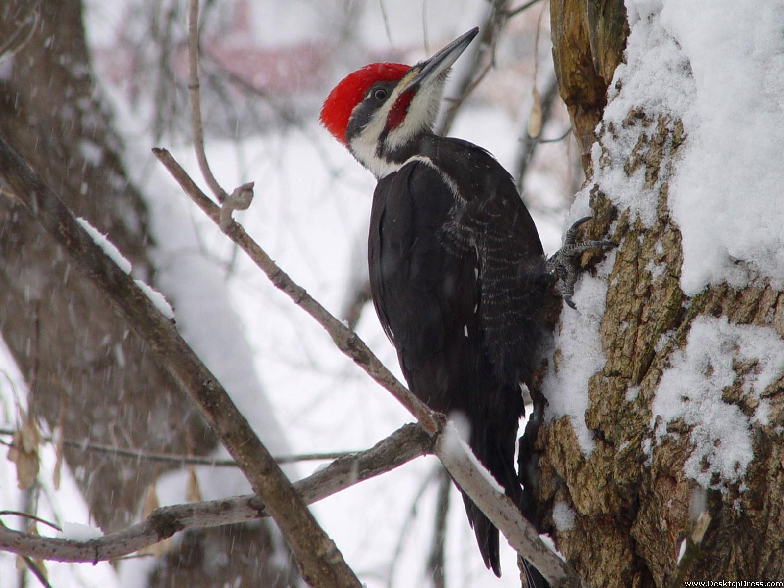 دارکوب (Woodpeckers)