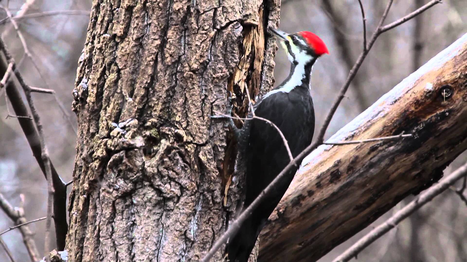 دارکوب (Woodpeckers)