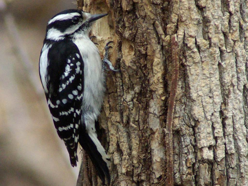 دارکوب (Woodpeckers)